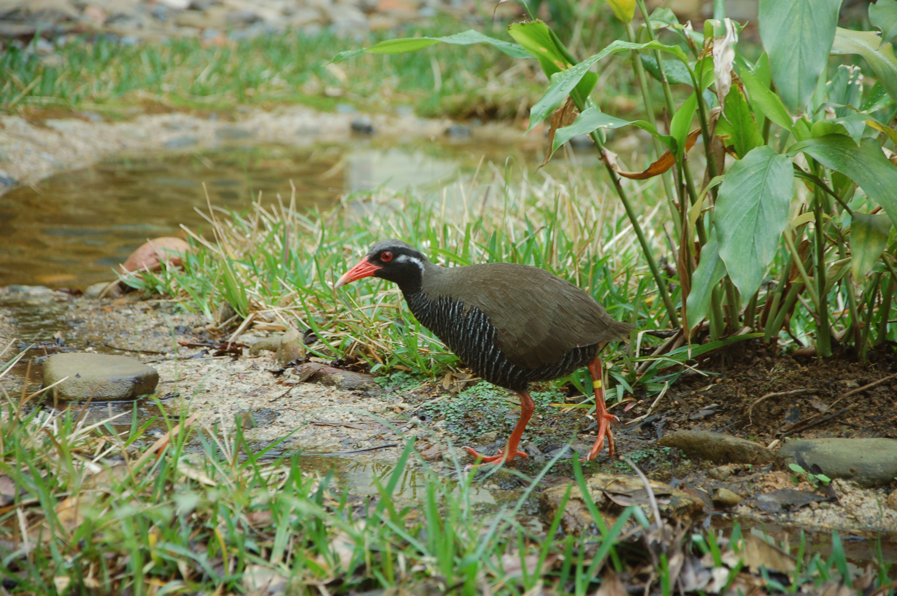 ヤンバルクイナ